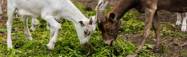 Imagen horizontal de cabra y cachorro comiendo hierba mientras pastorea en la granja - foto de stock