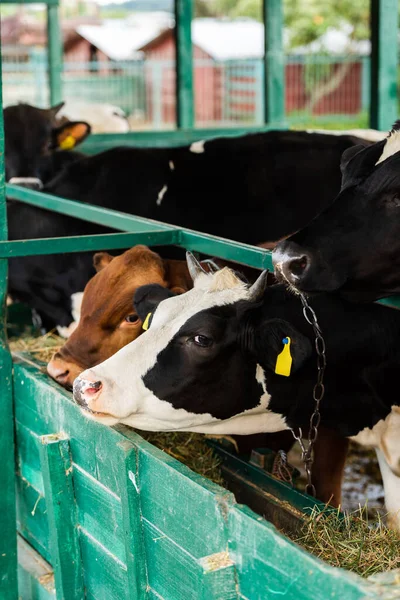 Vaca negra y blanca y ternera marrón comiendo heno del pesebre en establo - foto de stock