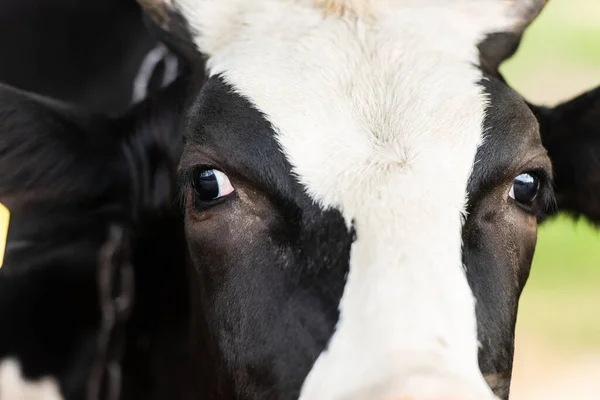 Vue rapprochée de la tête de vache noire et blanche — Photo de stock