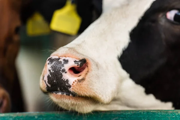 Selective focus of black and white cow with spotted nose on dairy farm — Stock Photo
