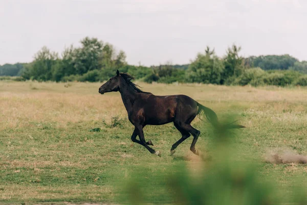 Vista lateral del caballo marrón corriendo sobre pastos herbáceos, enfoque selectivo - foto de stock