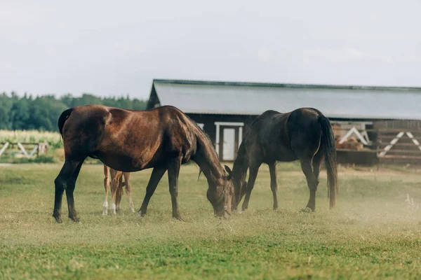 Коричневі коні їдять зелену траву під час обробки на полі біля сараю — стокове фото