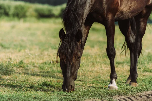 Brown horse eating green grass while pasturing on field — Stock Photo