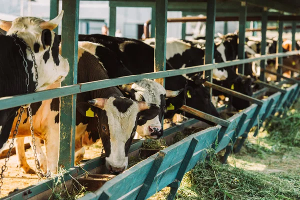 Enfoque selectivo de vacas blancas y negras cerca de pesebre con heno en establo - foto de stock