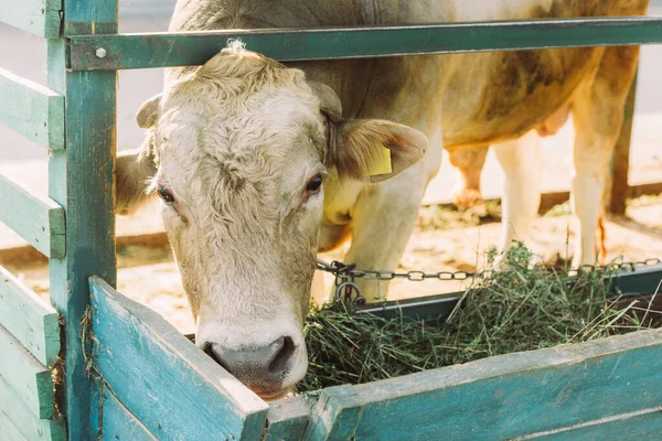 Mucca bruna che mangia fieno dalla mangiatoia nella fattoria — Foto stock