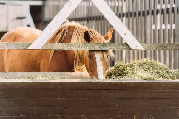 Brown horse with white spot on head eating hay from manger in corral — Stock Photo