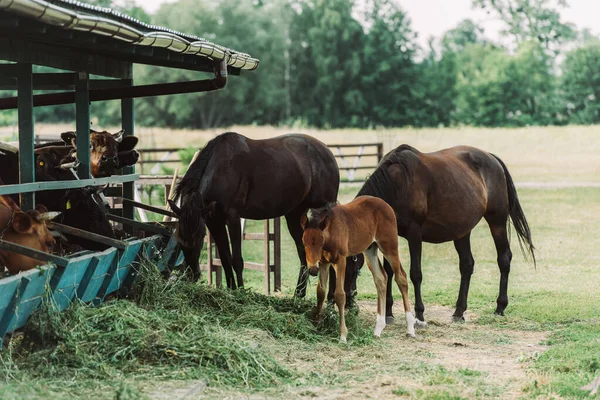 Chevaux bruns avec oursons mangeant du foin à la ferme près d'étable — Photo de stock