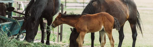 Immagine orizzontale di cavalli marroni con puledro che mangia fieno in azienda — Foto stock