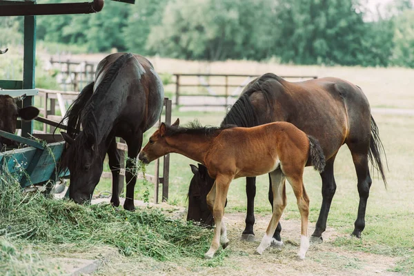 Braune Pferde mit Jungtier fressen Heu auf Ranch — Stockfoto