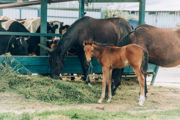 Cavalli marroni con puledro che mangia fieno in fattoria vicino alla stalla — Foto stock