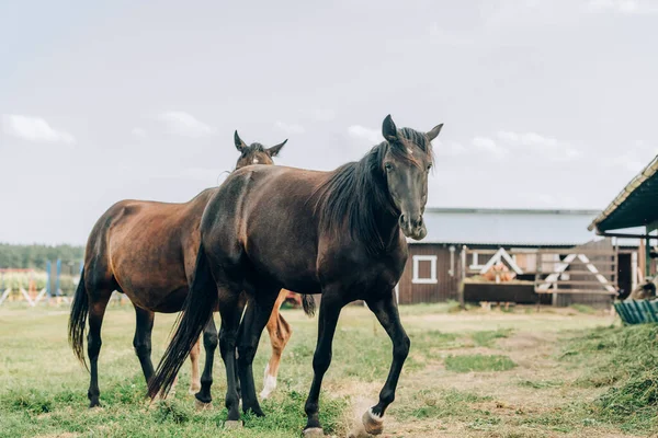 Cavalli marroni al pascolo sul ranch contro cielo nuvoloso — Foto stock