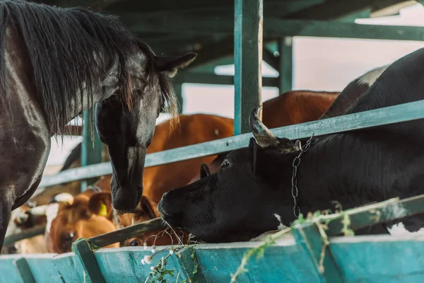 Enfoque selectivo de caballo marrón cerca de vacas en establo en granja - foto de stock