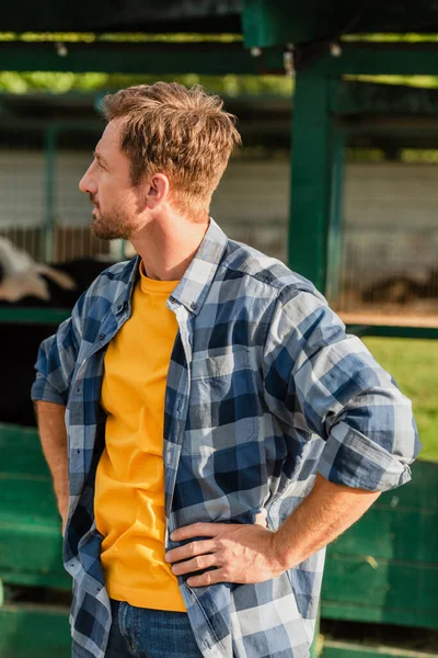 Agricultor em camisa xadrez olhando para longe, enquanto de pé com as mãos sobre os quadris — Fotografia de Stock