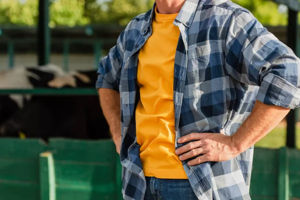 Vue recadrée de l'agriculteur en chemise à carreaux debout avec les mains sur les hanches sur la ferme laitière — Photo de stock