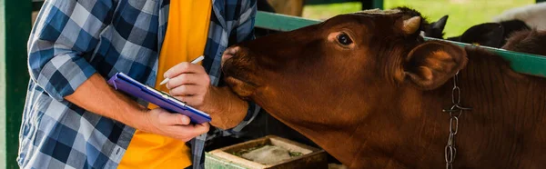 Обрізаний вид фермера в картатій сорочці, що пише на кишені біля коричневої корови, панорамний урожай — стокове фото