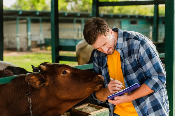 Фермер в клетчатой рубашке, пишущий на планшете, стоя рядом с коричневой коровой — стоковое фото