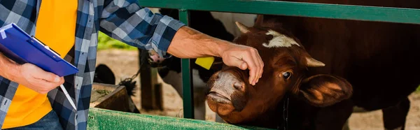 Conceito horizontal de agricultor com prancheta tocando cabeça de vaca na fazenda — Fotografia de Stock