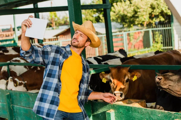 Contadino in camicia scozzese e cappello di paglia scattando selfie con mucche su tavoletta digitale — Foto stock
