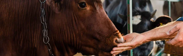 Teilansicht Rancher berührt Kuh auf Milchviehbetrieb, Panoramaaufnahme — Stockfoto