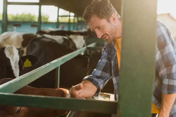 Selective focus of farmer in plaid shirt touching cow in cowshed on dairy farm — Stock Photo