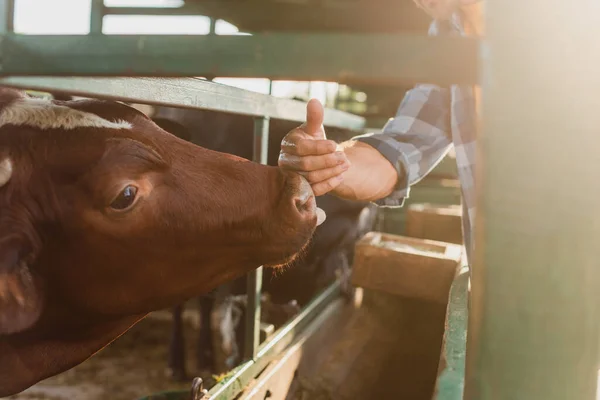 Vista ritagliata di rancher toccare il naso di mucca marrone in azienda lattiero-casearia, messa a fuoco selettiva — Foto stock