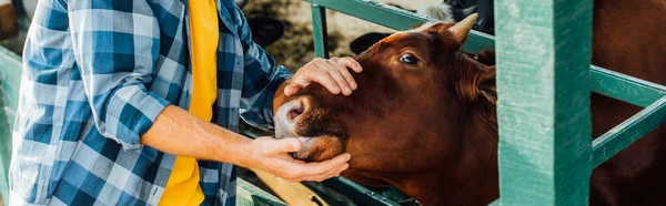 Cropped view of rancher in checkered shirt touching brown cow, horizontal concept — Stock Photo