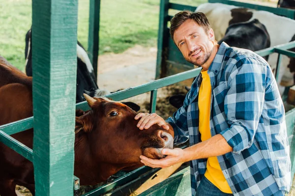 High angle view of farmer in plaid shirt touching brown cow while looking at camera — Stock Photo