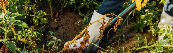 Vista recortada del agricultor en botas de goma excavación de suelo en el campo con pala, concepto horizontal - foto de stock