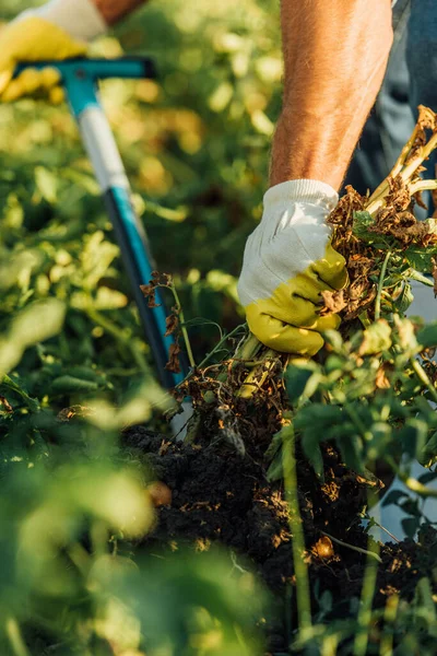 Vue recadrée de l'agriculteur dans des gants de travail creusant des plantes dans le champ — Photo de stock