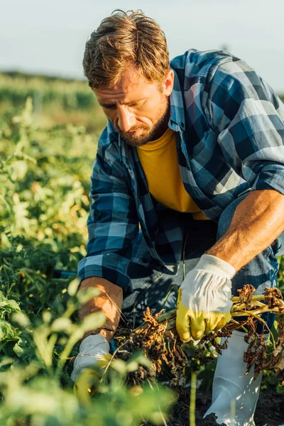 Foyer sélectif de l'agriculteur dans les gants et chemise à carreaux travaillant dans le champ — Photo de stock