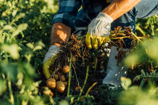 Vista recortada del agricultor en guantes cosechando papa en el campo, enfoque selectivo - foto de stock