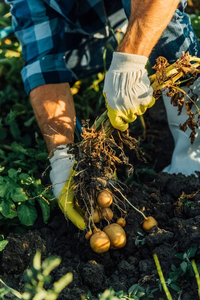 Vue recadrée de l'exploitation agricole plantant des plants de pommes de terre avec tubercules lors de la récolte au champ — Photo de stock