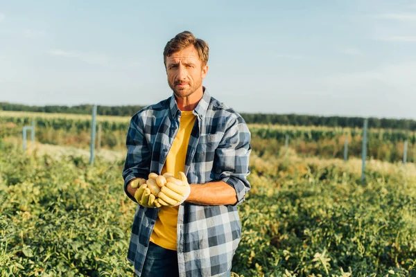 Fazendeiro em camisa xadrez olhando para a câmera enquanto segurando fresco, batatas orgânicas em mãos de xícara — Fotografia de Stock
