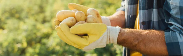 Vista parcial del agricultor sosteniendo papas frescas en manos ahuecadas, encabezado del sitio web - foto de stock