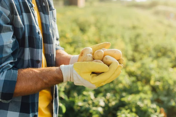 Vista recortada del agricultor en camisa a cuadros y guantes con papas frescas en las manos tapadas - foto de stock