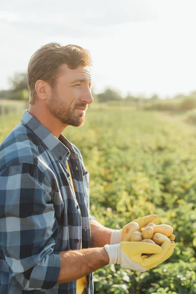 Fazendeiro em camisa quadriculada e luvas segurando batatas frescas em mãos de xícara enquanto olha para longe — Fotografia de Stock