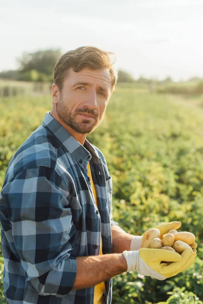 Фермер у плетеній сорочці та рукавичках, що тримає свіжу картоплю в загорнутих руках, дивлячись на камеру — стокове фото