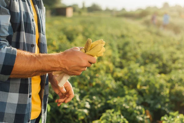 Обрезанный вид фермера, держащего перчатки, стоя на плантации — стоковое фото