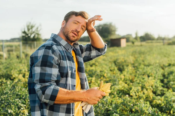 Виснажений фермер у картатій сорочці, торкаючись чола, дивлячись на камеру — стокове фото