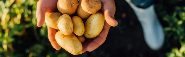 Vista parziale di allevatore che detiene patate fresche e biologiche a coppa, concetto orizzontale — Foto stock
