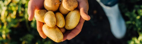 Vista parcial del ranchero sosteniendo papas frescas y orgánicas en las manos ahuecadas, concepto horizontal - foto de stock