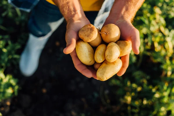 Vue recadrée d'un éleveur tenant des pommes de terre fraîches dans des mains coupées, mise au point sélective — Photo de stock