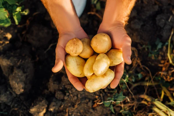 Vista superior do agricultor que detém batatas frescas e orgânicas em mãos de chávena — Fotografia de Stock
