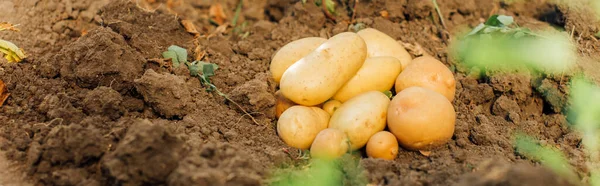 Fresh, organic potatoes on soil in field, horizontal image — Stock Photo