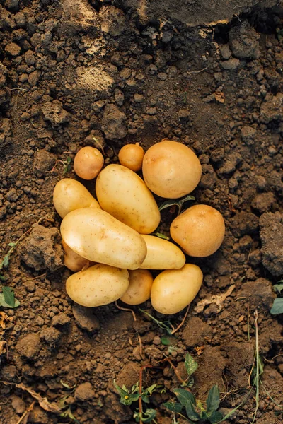Вид на свежий органический картофель на земле в поле — стоковое фото