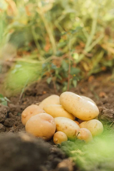 Enfoque selectivo de las patatas frescas en el terreno - foto de stock