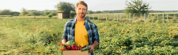 Панорамная концепция фермера в клетчатой рубашке, держащего коробку со свежим урожаем, стоя на плантации — стоковое фото