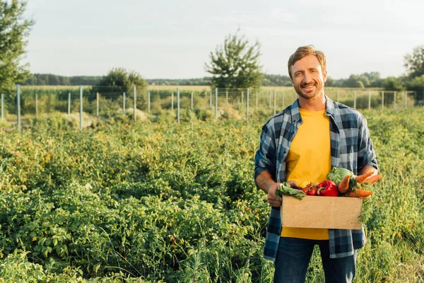 Фермер в клетчатой рубашке держит коробку со свежими овощами, стоя на плантации — стоковое фото
