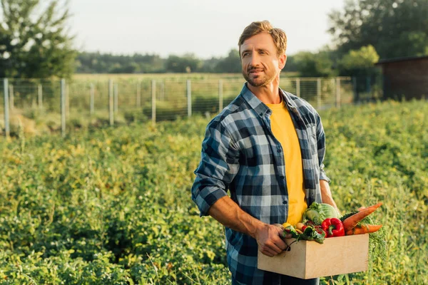 Agricultor em xadrez camisa segurando caixa de legumes maduros enquanto em pé na plantação — Fotografia de Stock