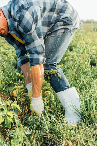 Vista cortada do agricultor em luvas e botas de borracha puxando ervas daninhas no campo — Fotografia de Stock